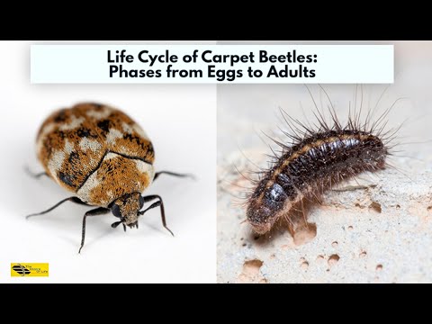 Life cycle of carpet beetles, phases from eggs to adults //The desire of life