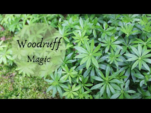 Video: Sweet Woodruff Care: come coltivare la copertura del terreno Sweet Woodruff