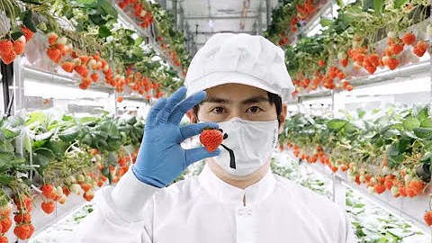Revolutionizing The Strawberry | New York Live TV