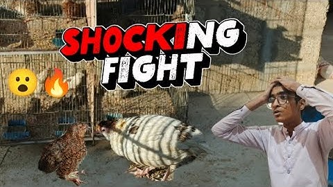"OMG! My Quails FOUGHT AGAIN 😱 | Another BAD Injury… Must Watch!"