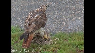 Red Tailed Hawk Attacks Robin