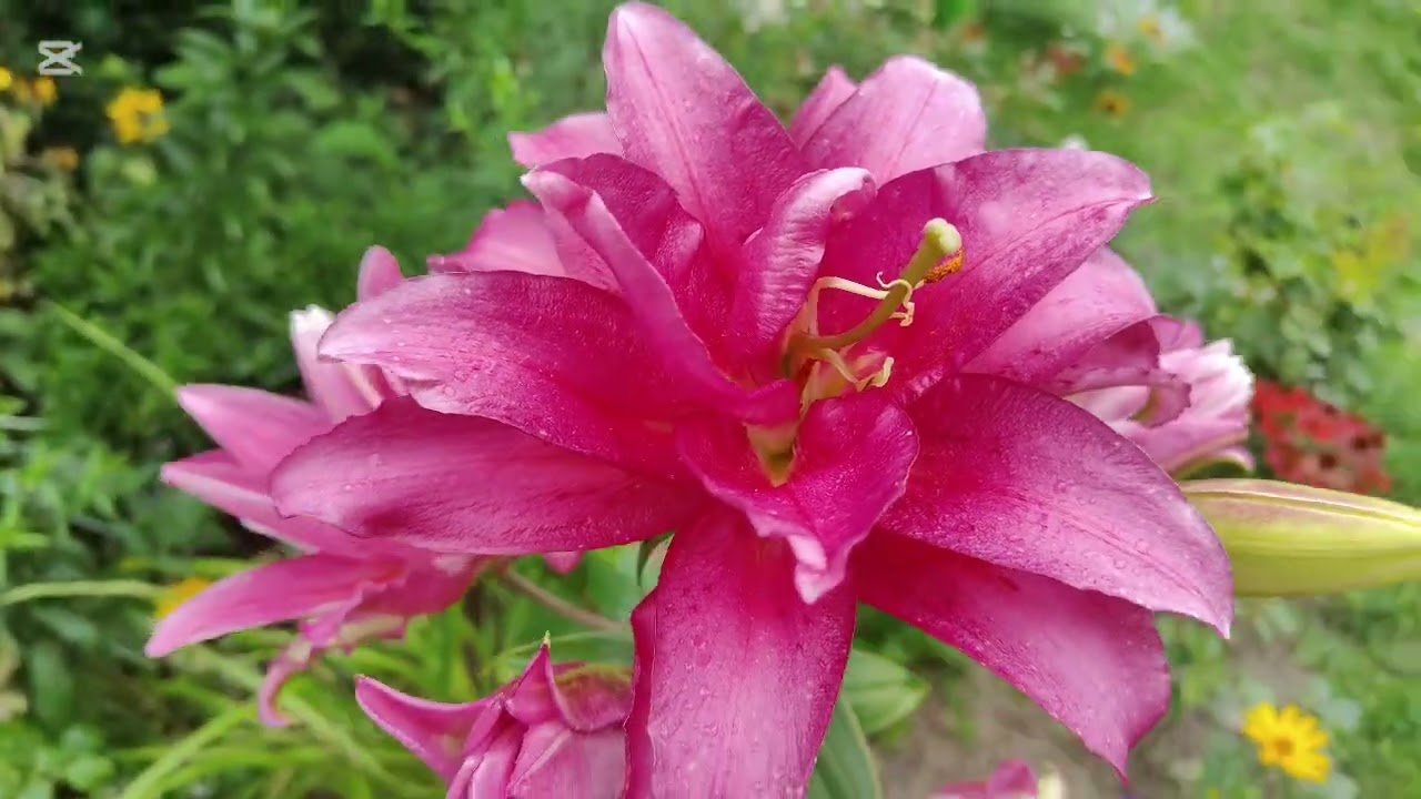 Spacer pośród lilii  