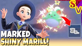 MARKED Shiny Marill Found Using Water Sandwich! Live Shiny Reaction in Pokemon Violet