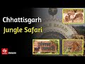 Chhattisgarh jungle safari  etv bharat