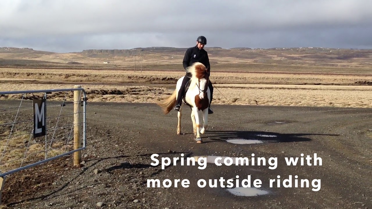 Ísey frá Lækjamóti