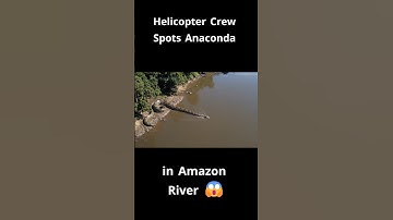 Anaconda in the Amazon River😱 #wildlife #anaconda #amazonforest  #wildlifeentertainment #animal