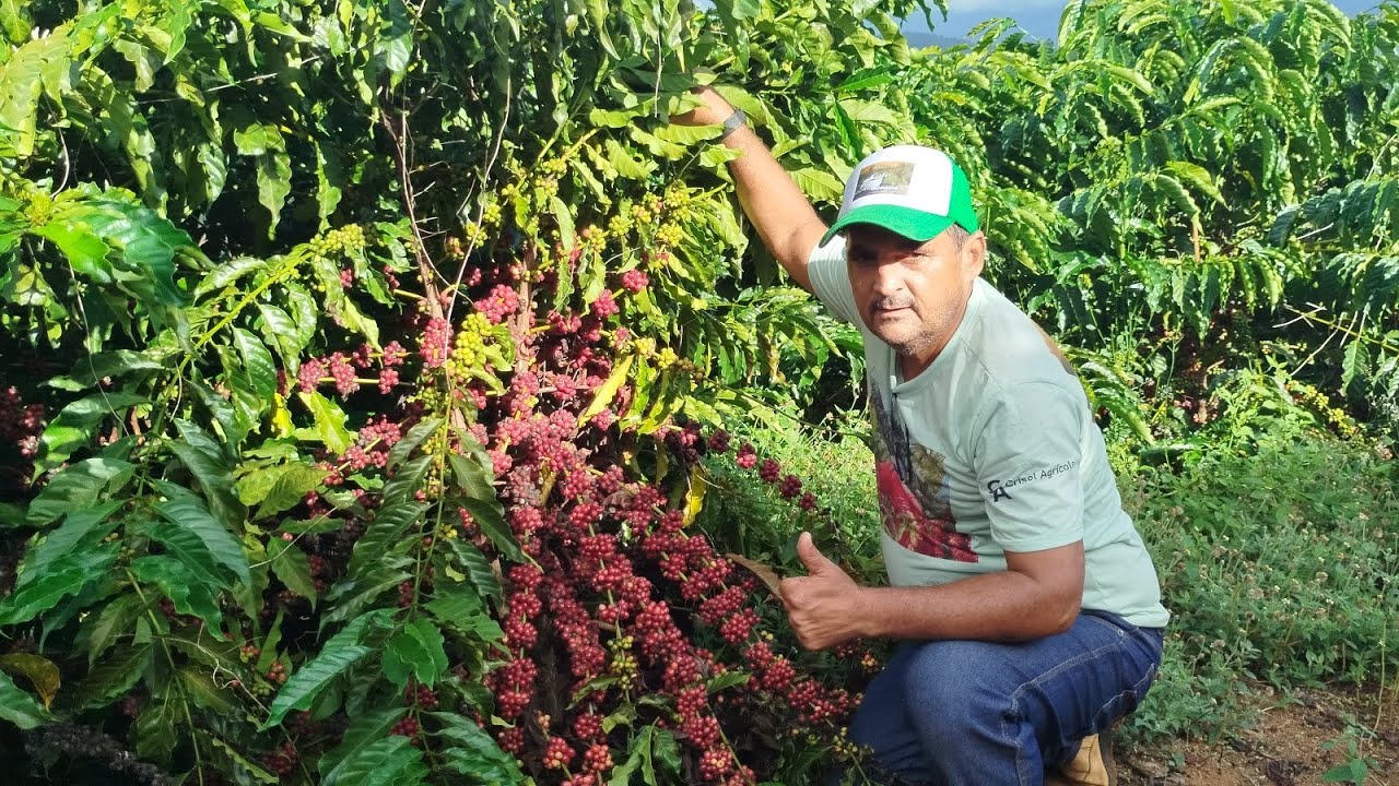 CLONE Z13. NA SUA PRIMEIRA COLHEITA.VEJA Ó VÍDEO