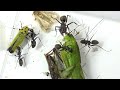 アリに鬼の山で獲れたヤバそうな昆虫あげてみた