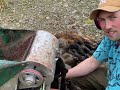 Lockdown Possum Trapping | NZ 2021