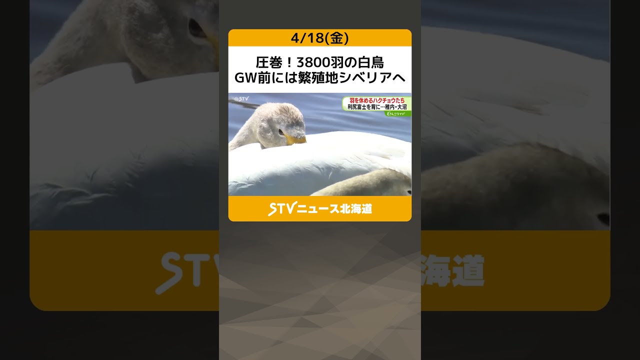 圧巻！3800羽の白鳥 GW前には繁殖地シベリアへ 稚内市大沼で“羽