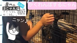 【3にゃん猫】かくれんぼの合間遊ぶ末っ子。。。#shorts #ねこ ##flipflap #ふたご