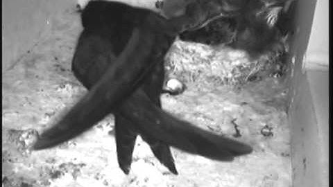 Jonge Gierzwaluwen, kast 1, oudervogel ruimt ontlasting op, 25 juni 2014