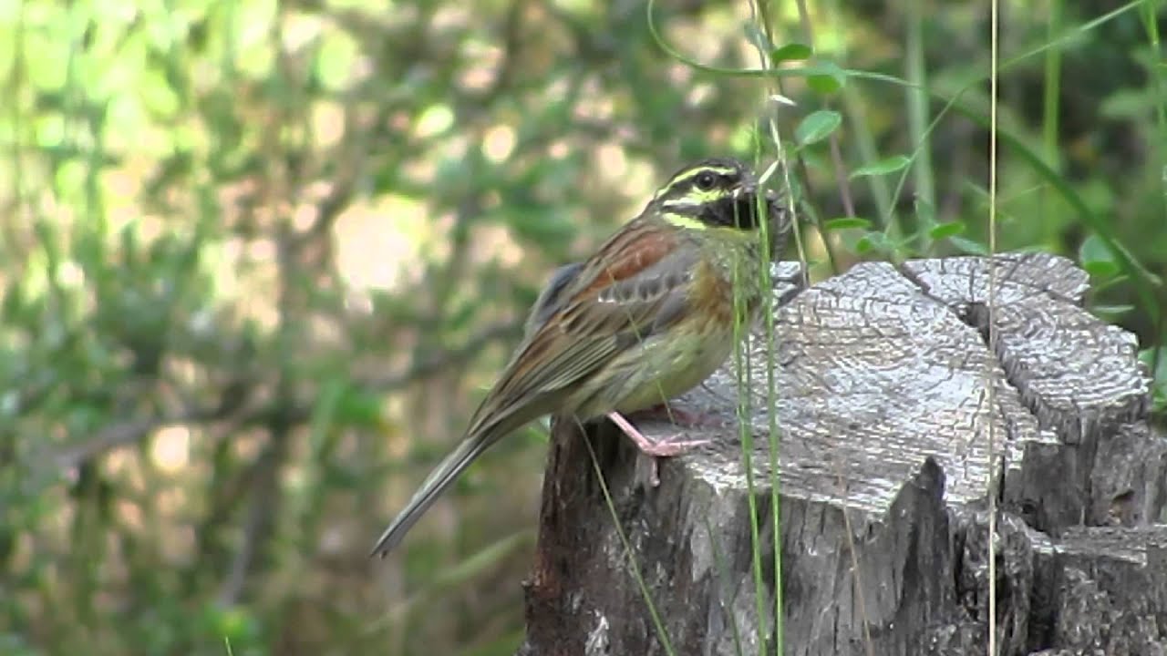 Cirl Bunting (Emberiza cirlus)