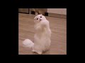 ♥Viral Cute and Funny Cats Videos Compilation 2018♥ #7 Animals Channel