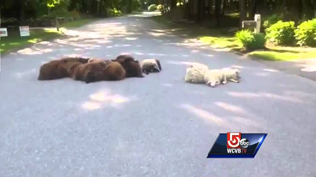 Sheep block Topsfield street