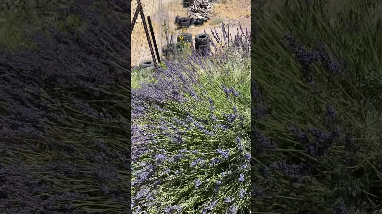 May26 2020 Lavender YouTube