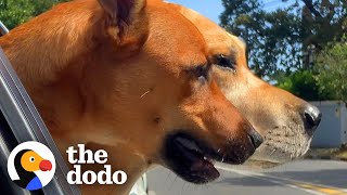 Teeny Puppy Claims Big Dog As His Mom | The Dodo