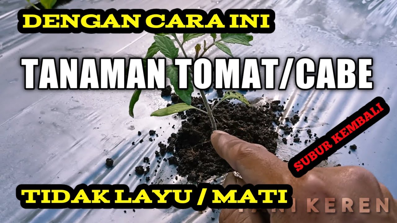 Cara mengatasi tanaman tomat mati/layu karena panas mulsa