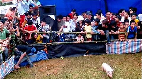 bịt mắt bắt heo.