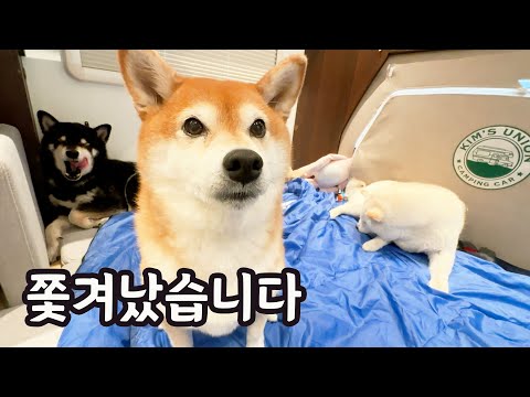 개 때문에 집에서 쫓겨나 캠핑카 생활중입니다