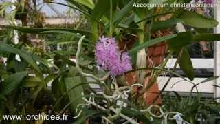 Ascocentrum Christensonianum - Orchidées Vacherot Et Lecoufle - Lorchidee.fr