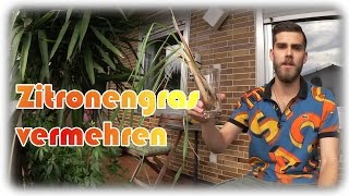 Zitronengras Anpflanzen Und Vermehren Zitronengras Anbauen