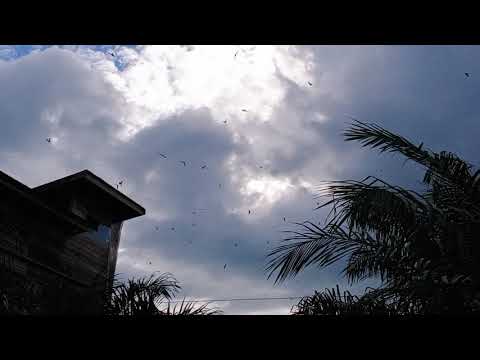 tarikannya joss sampai magrib sedot teruss Sp siluman cilik berkumandang