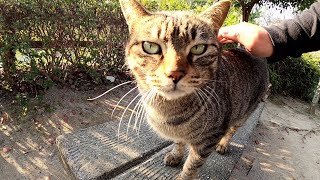 広場に集まる3匹の猫、一番の甘えん坊はどの子だ？