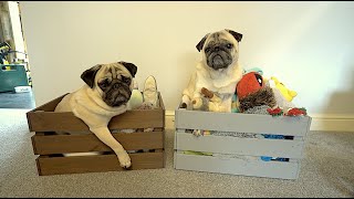 New Toy Box!
Its took more than a year to finally make this box .. but here it is! Was it worth the wait? ..
Give us a thumbs up if you enjoyed the video and Subscribe if youre not already!
Patreon - https://www.patreon.com/thatpugpablo
Instagram - https://www.instagram.com/thatpugpablo/
Licence;
Intro/Outro Music;
Get Outside! - Jason Farnham: https://youtu.be/x1T6QFpd0J4 New Toy Box!