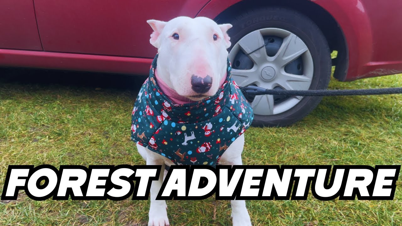 A Day in the Life of a Bull Terrier 🐾  Funny Dog Vlog in the Forest 🐾