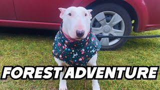 A Day In The Life Of A Bull Terrier Funny Dog Vlog In The Forest