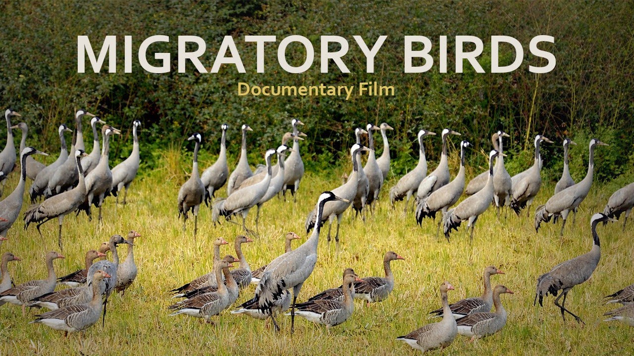 Migratory Birds - wetland in Gujarat 