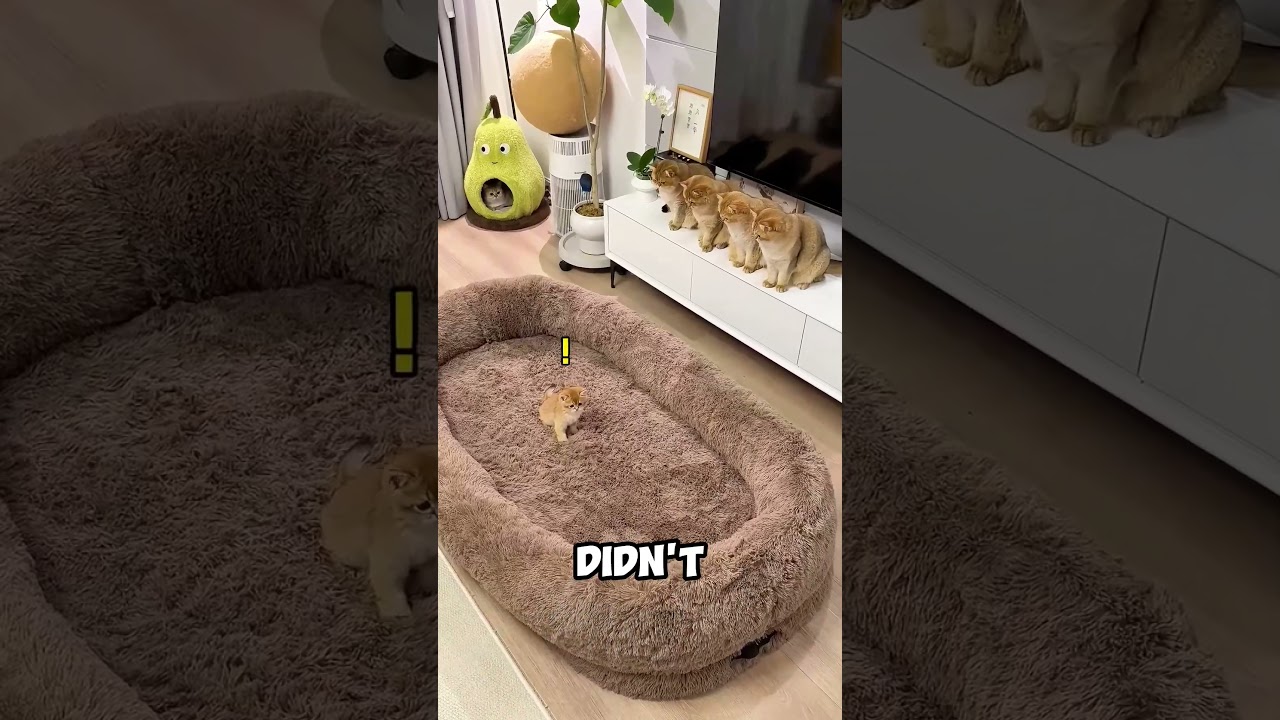 Cats are shocked by the GIANT bed!😂