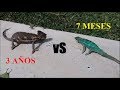 Camaleón pantera VS calyptratus  (Prueba de reacción)