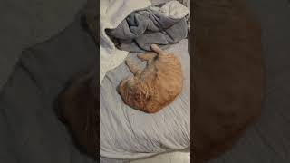 My Orange Cat #cats #cute #pets