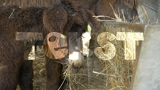 Tekst Z Obrazu W Obrazie Jak Zrobić?