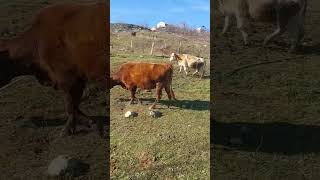 051070888-82-81. Şamaxıda 3-Baş Smental Melezi, Agqulag, Qırmızı Şveç Boğaz Mallar Satilir