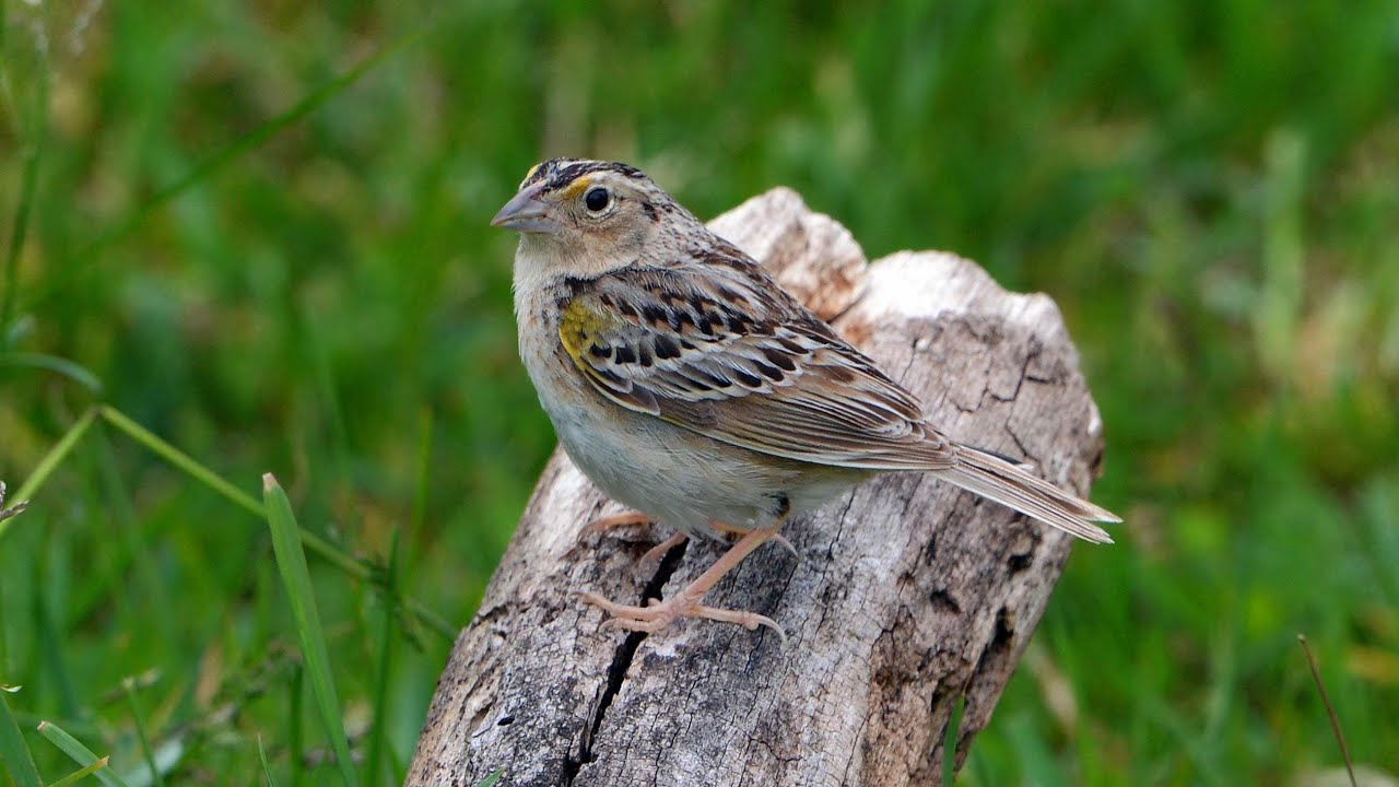 Revealing a Grasshopper Sparrow 