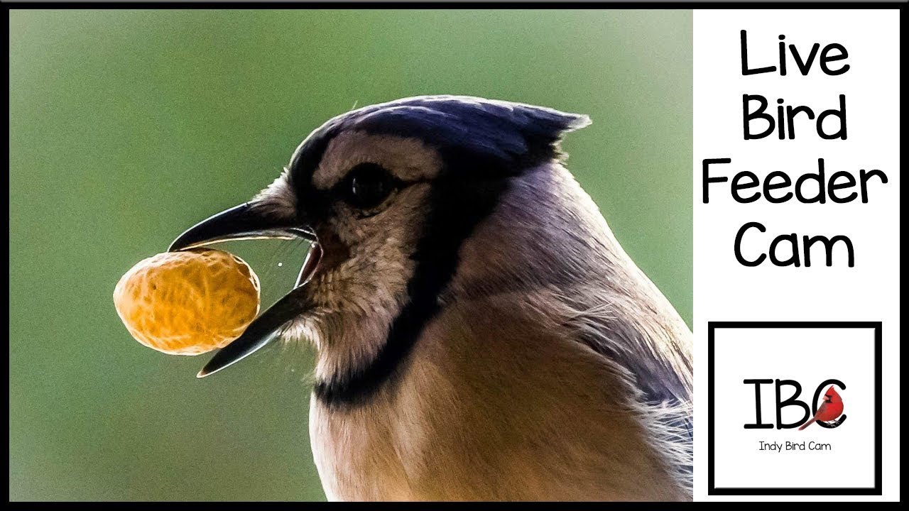 Indy Bird Cam Live Bird Feeder Cam Youtube
