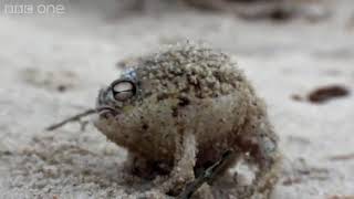 Very Angry Russian Frog