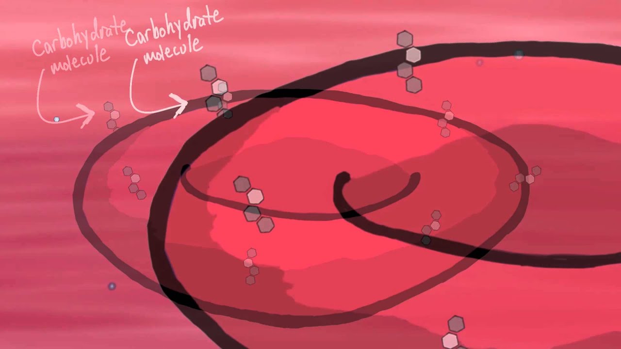 Red Blood Cells - Tales from the Genome