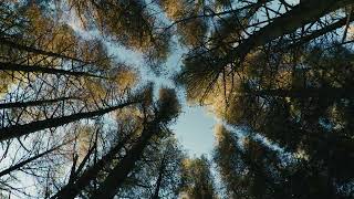Irish forest.