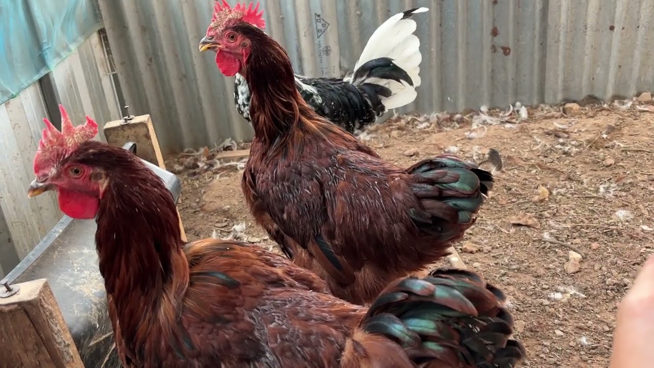 การเลือกสายพันธุ์ไก่ไข่ 