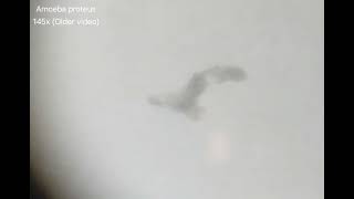 Amoeba proteus time-lapse (before its death)