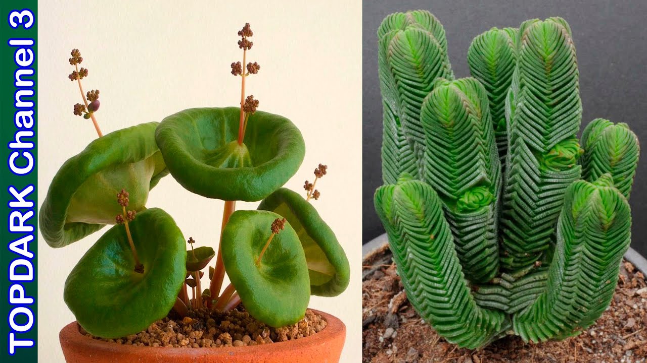 15 Suculentas Increíbles con Formas Únicas