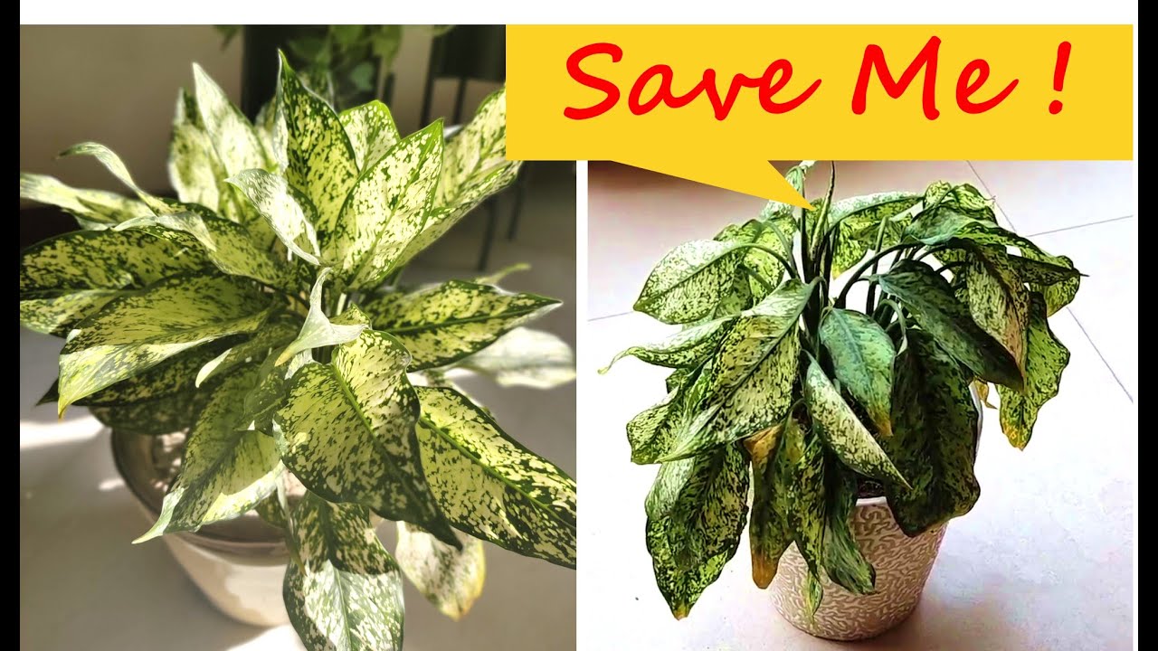 Saving a Dying Aglaonema Plant || How to Save Dying Plants