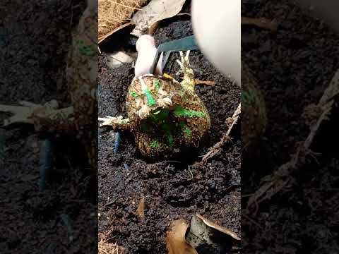 #pacman #pacmanfrog #pinkie #feeding #fafo #amphibians #reptiles #frog