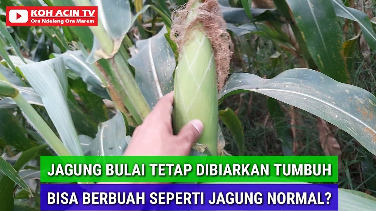 JAGUNG BULAI TETAP DIBIARKAN TUMBUH APAKAH BISA BERBUAH SEPERTI JAGUNG ...