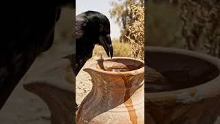 🐦 Smart Crow Drinks Water from a Pot!