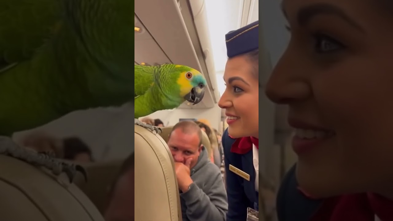 Parrot Creates Fun Moment on Flight | Air Hostess Can’t Stop Smiling#funny #animalcomedy #parrot